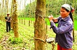 Năm 2013, Công ty TNHH MTV Cao su Thanh Hóa phấn đấu tổng doanh thu đạt trên 200 tỷ đồng 